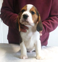 Martina Boy 1 Front 8 Weeks